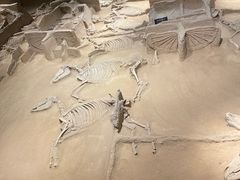 -洛阳周王城天子驾六博物馆