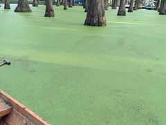 -渌洋湖湿地公园