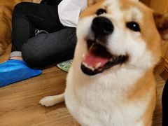 -逗柴咖啡屋·狗咖猫咖宠物桌游
