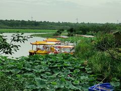 -上海海湾国家森林公园