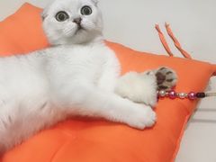 -辛巴宠物医疗中心·骨科·内分泌专科·心肾专科(亭林公园店)
