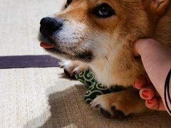 -逗柴咖啡屋·狗咖猫咖宠物桌游