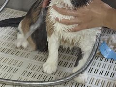 -久久宠物(河东万达店)