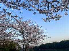 -高东镇樱花园