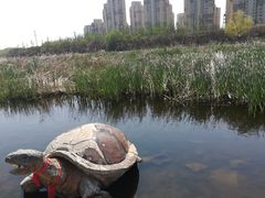 -前关湿地公园