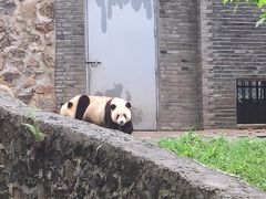-都江堰中华大熊猫苑