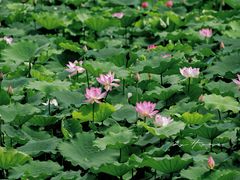-荔湾湖公园