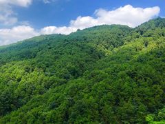 -铁山坪森林公园