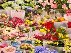 -双季花艺园艺市场(浦东店)