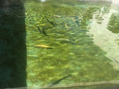 -向外鱼乐·土菜·虹鳟鱼
