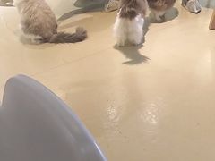 -藏猫猫咖啡主题馆(中央大道店)