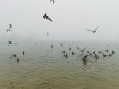 -海驴岛(荣成市)