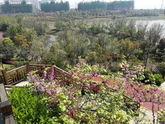 -九龙湖公园