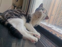 -东莞宠友24H宠物中心医院·转诊夜诊·异宠(新河北路院)