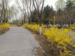 -大兴滨河森林公园