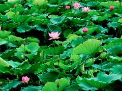 -荔湾湖公园