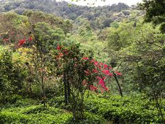 -云溪植物园