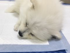 -艾贝尔宠物医院·狂犬免疫点(江山金象城店)