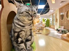 -猫和宫(六道口店)