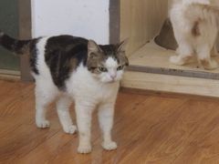 -萌喵宠狗爱心宠咖