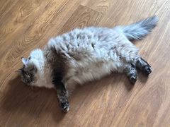 -达爱动物医院·犬猫分区·CT·复杂眼科(远洋山水分院)