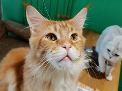 -藏猫猫咖啡主题馆(中央大道店)