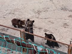-青藏高原野生动物园