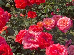 -永定河休闲森林公园