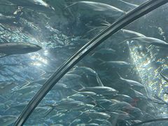 -上海海洋水族馆