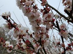 -香雪海