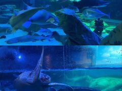 -海合安成都极地海洋公园