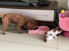 -博特宠物医院24h犬猫全科.骨科·异宠
