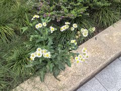 -帕蓝·暹罗料理(大学路店)