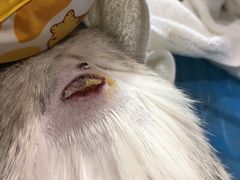 -纳吉亚猫专科动物医院·北北分院
