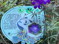 -西双版纳原始森林公园