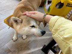 -柴迷FANS CLUB·柴犬狗咖·猫咖