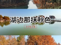 -贡湖湾湿地公园