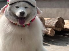 -翊宠yipet猫狗购宠庄园犬舍•猫舍