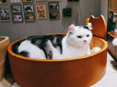 -藏猫猫咖啡主题馆(中央大道店)