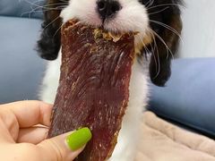 -萌宠之家·腊肠犬·马尔泰·小体犬舍