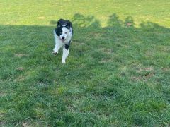 -趣玩宠物乐园寄养训犬训狗游泳池