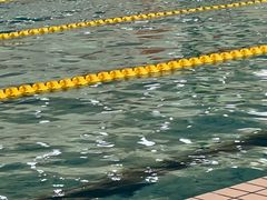 -首钢篮球中心-游泳馆