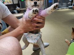 -逗柴咖啡屋·狗咖猫咖宠物桌游