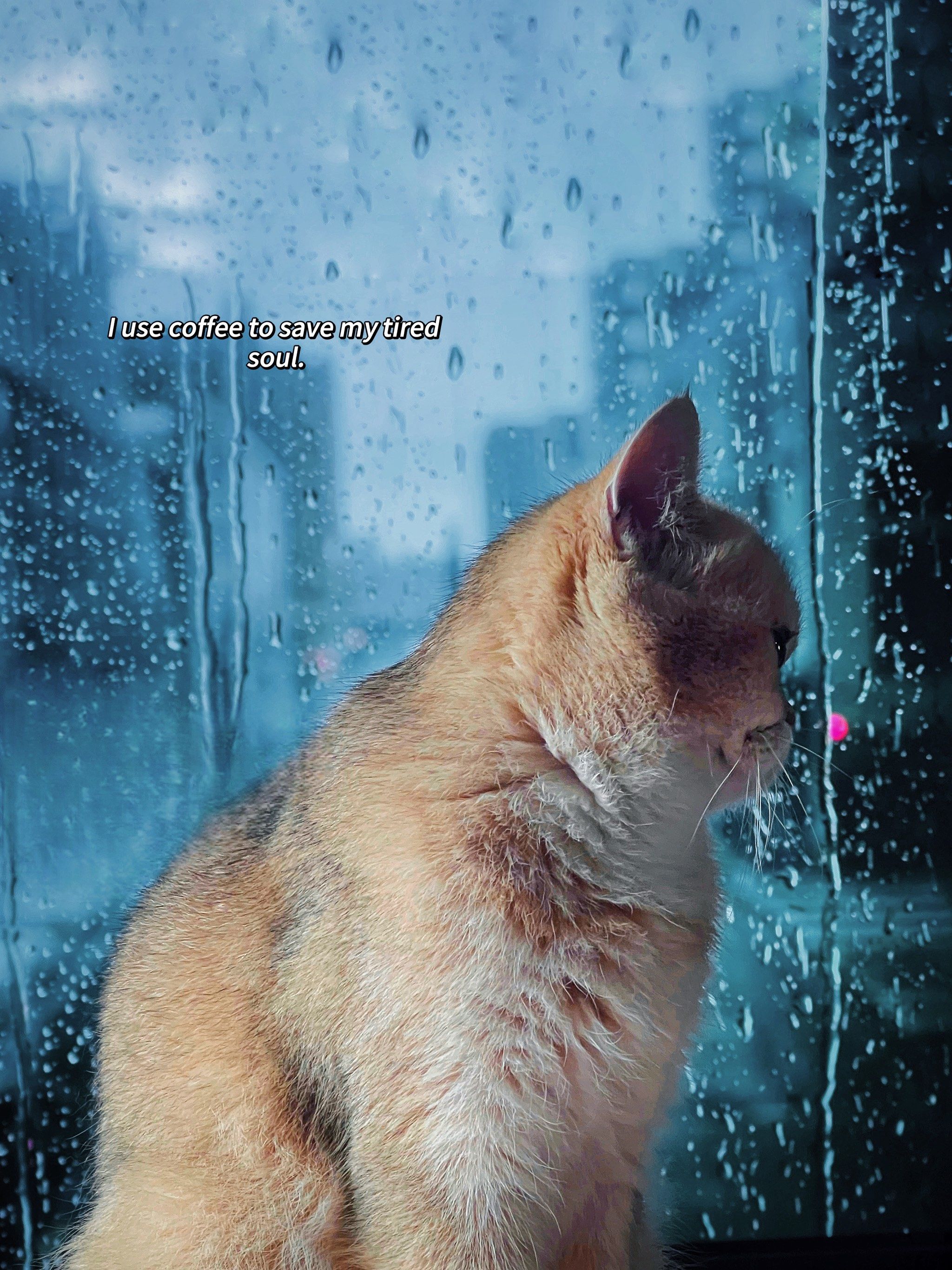 猫咪一起看雨