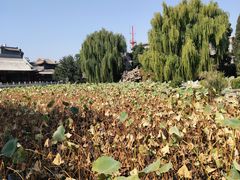 -莲池书院博物馆