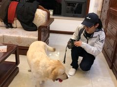 -多乐狗狗宠物训练工作室