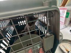 -乐琪宠物医院·犬猫专科·骨外科·急重症