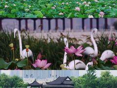 -月湖风景区