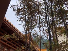 -深圳仙湖植物园