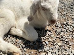 -前小桔亲子创意农场·草莓采摘·露营烧烤